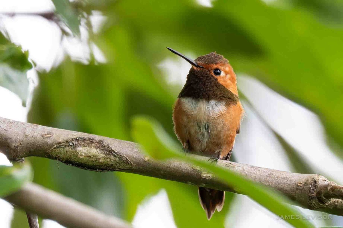 Rufous Hummingbird - ML638368742