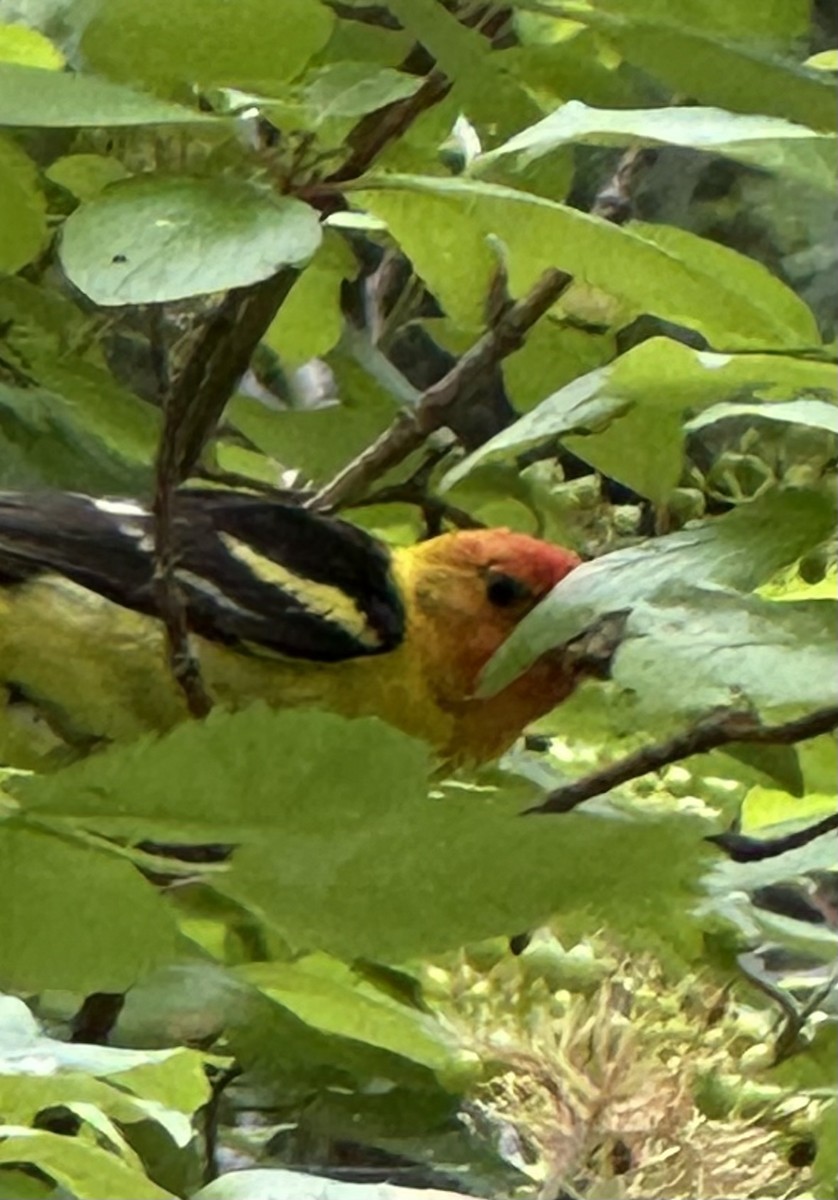 Western Tanager - ML638368747