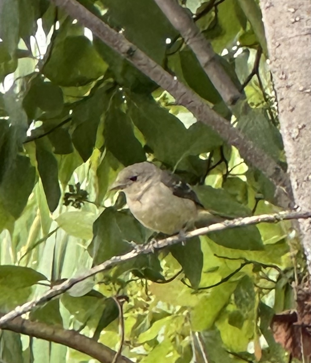 Western Tanager - ML638368748