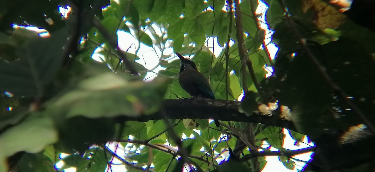 Turquoise-browed Motmot - ML638368750