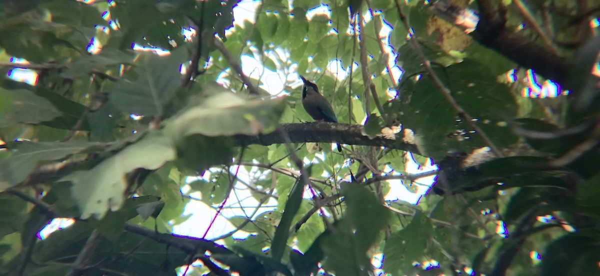 Turquoise-browed Motmot - ML638368756