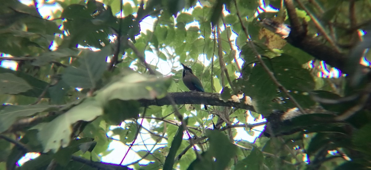 Turquoise-browed Motmot - ML638368758