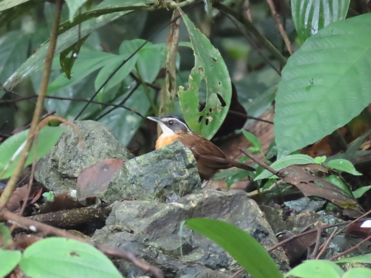 Bornean Black-capped Babbler - ML638368761
