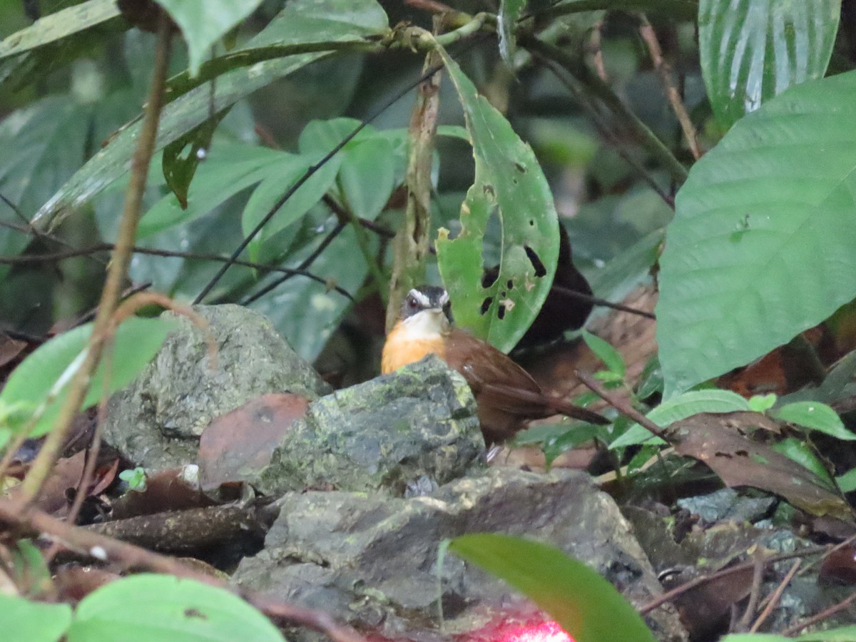 Bornean Black-capped Babbler - ML638368762