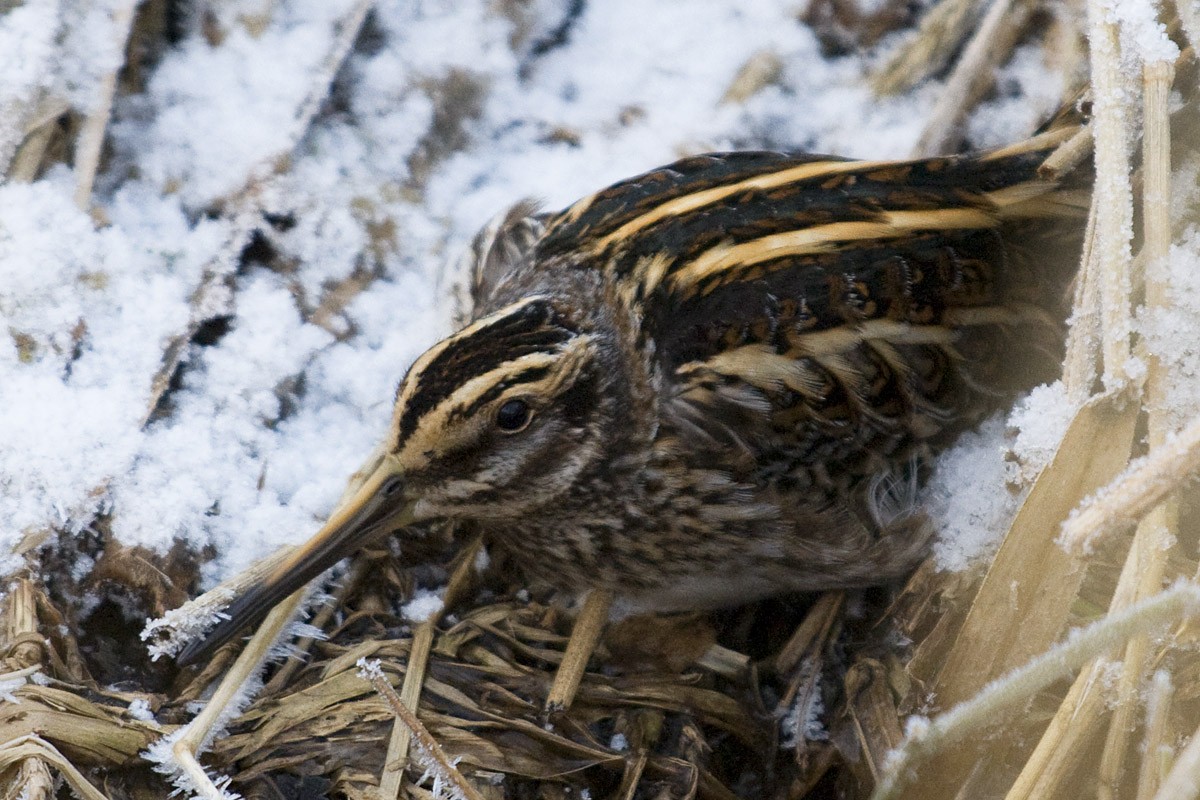 Jack Snipe - ML638368798