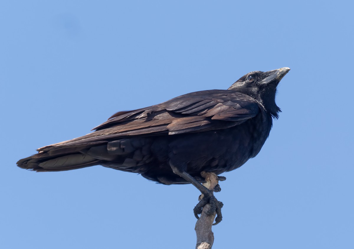 American Crow - ML638368806