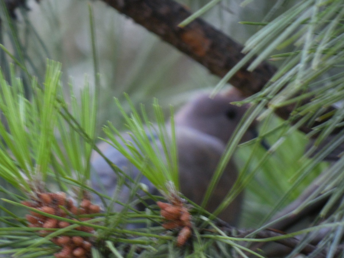 Eurasian Collared-Dove - ML638368812