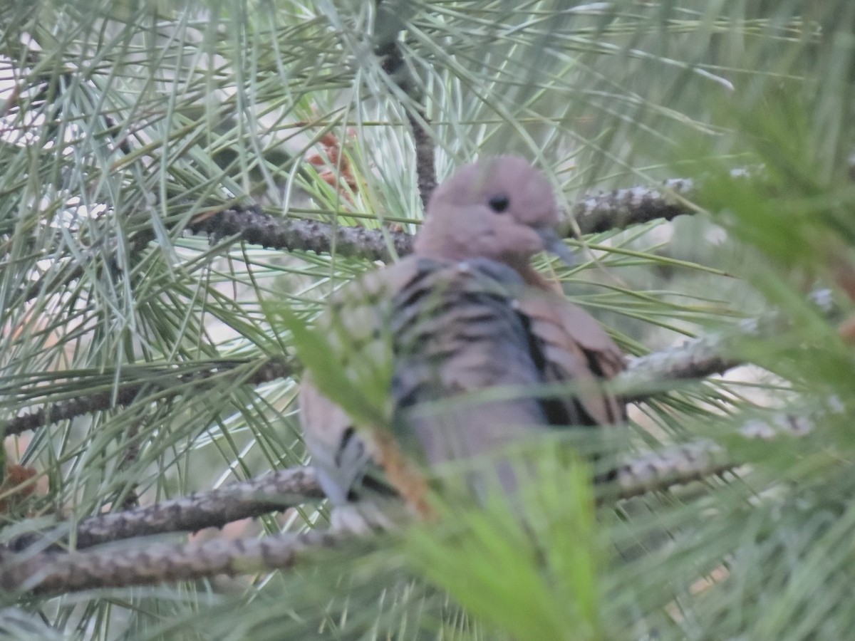 Eurasian Collared-Dove - ML638368832