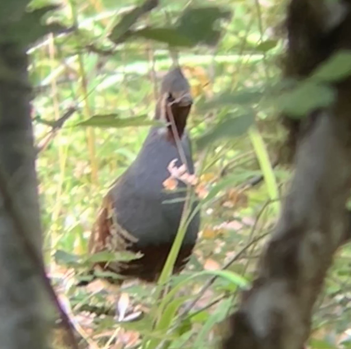Mountain Quail - ML638368876