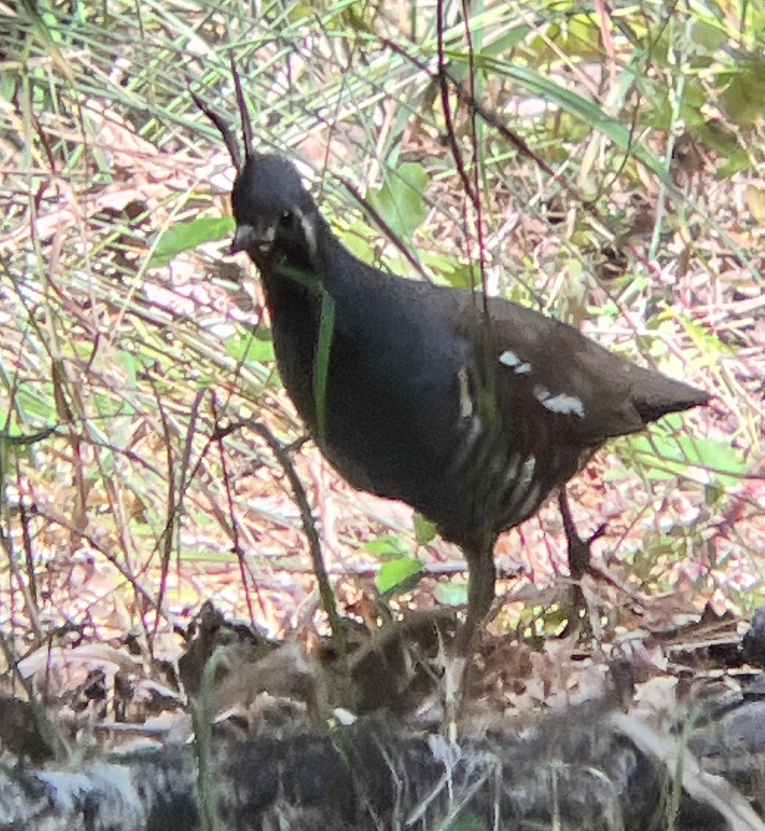 Mountain Quail - ML638368877