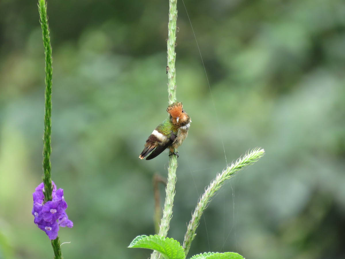 Spangled Coquette - ML638368905
