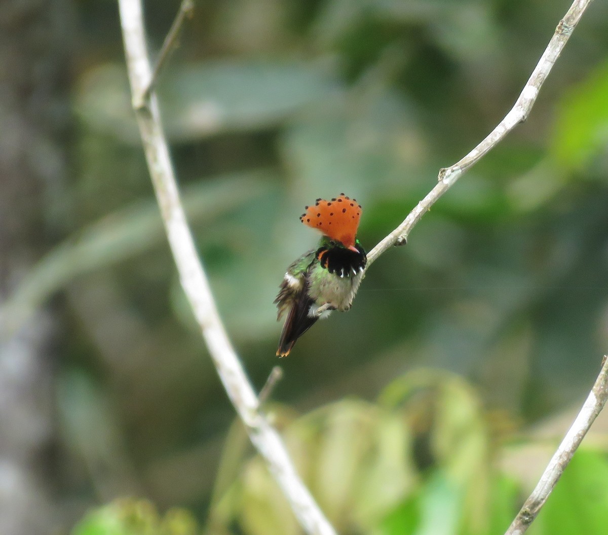 Spangled Coquette - ML638368907