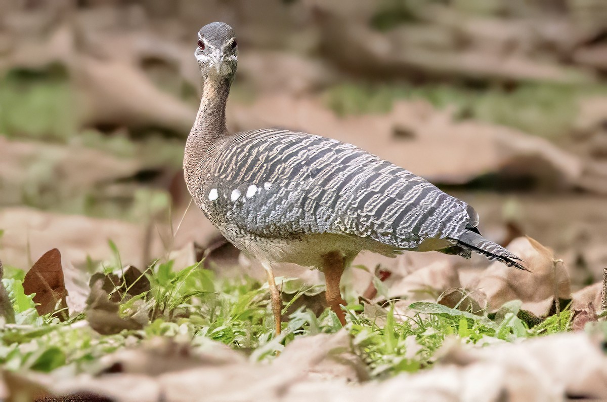 Sunbittern - ML638368923