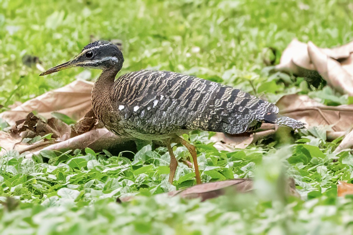 Sunbittern - ML638368924