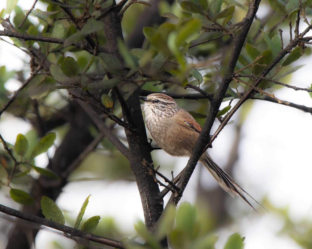 Plain-mantled Tit-Spinetail - ML638368974