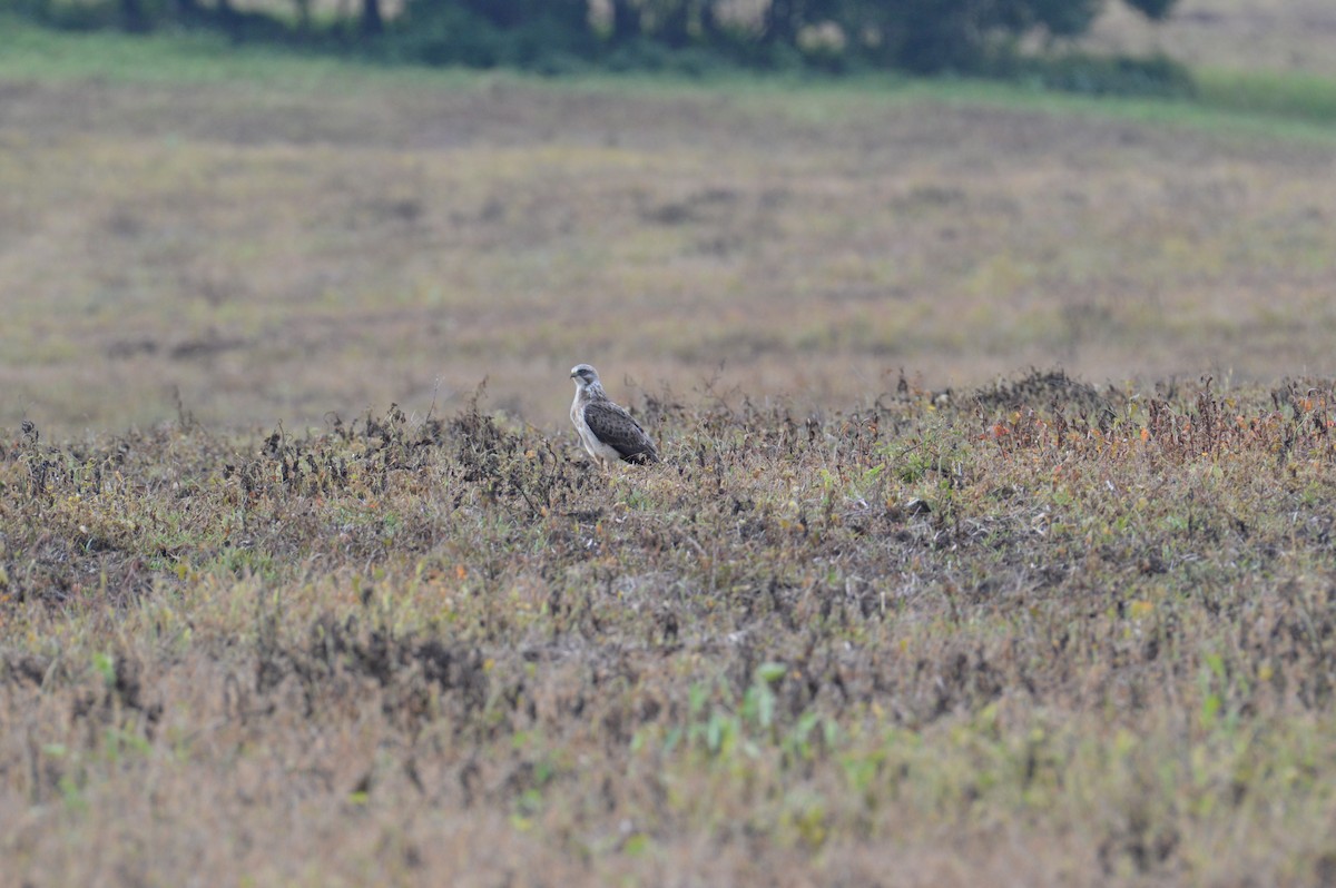 Swainson's Hawk - ML638369021