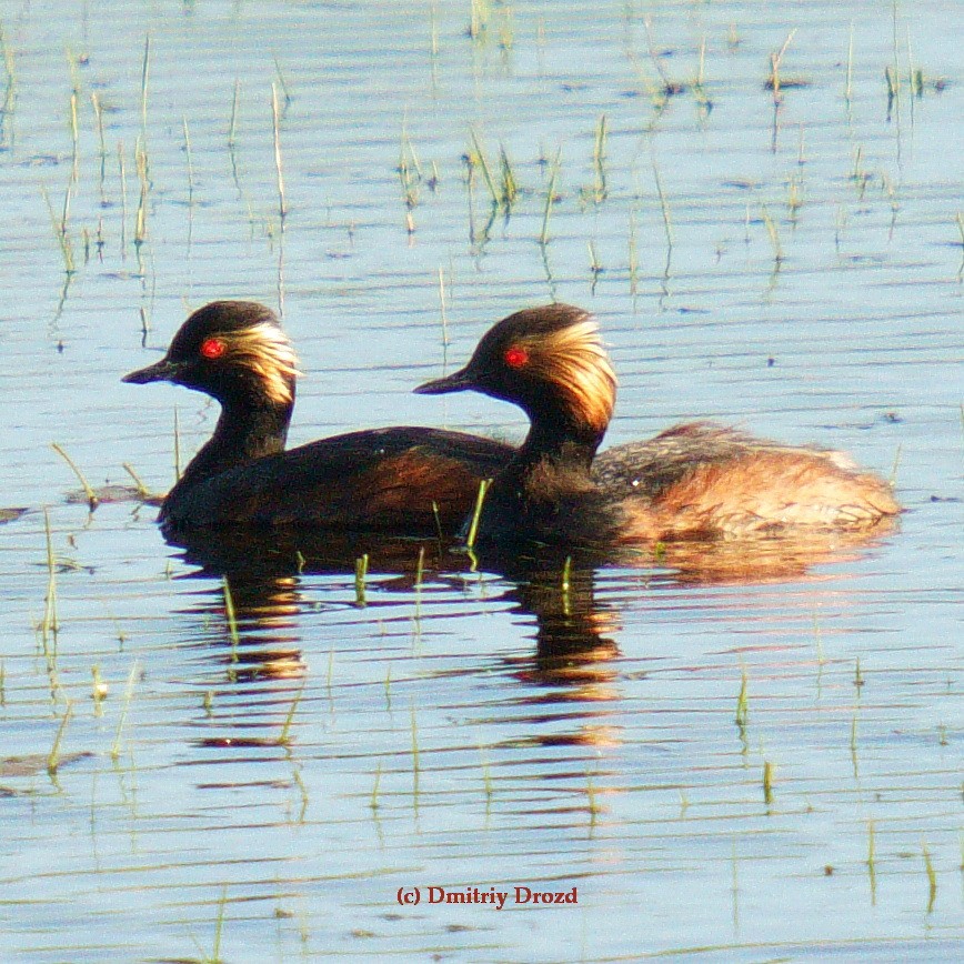 potápka černokrká - ML638369052