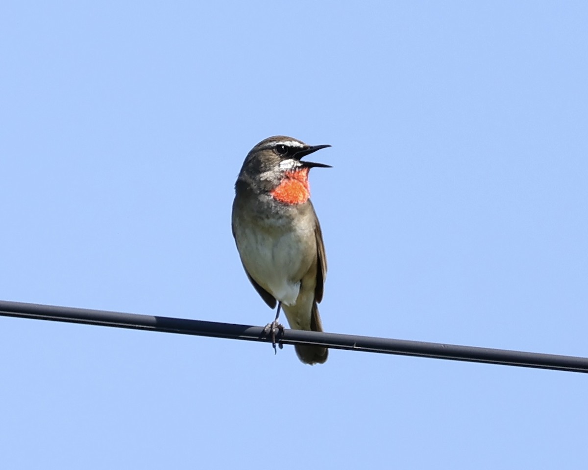 Siberian Rubythroat - ML638369066