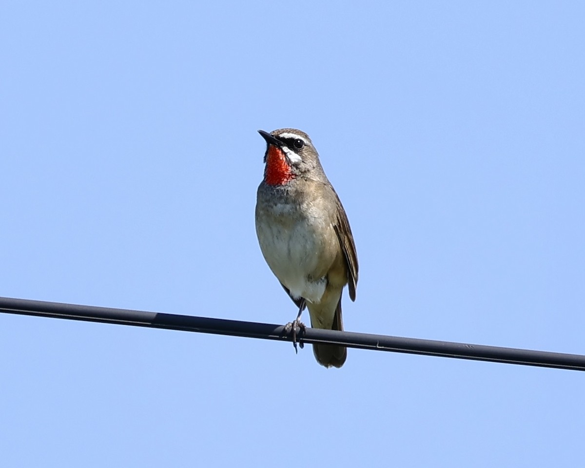 Siberian Rubythroat - ML638369067