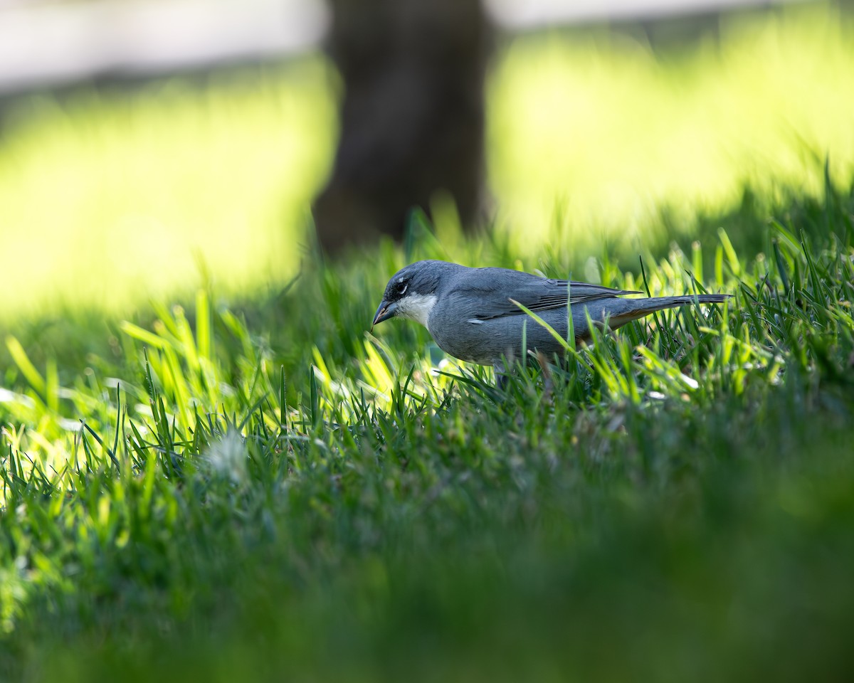Diuca Finch - ML638369080