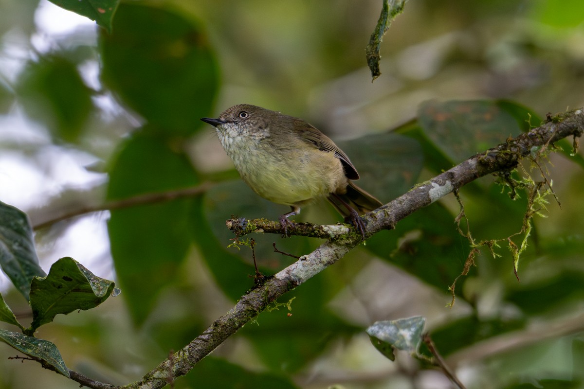 Mountain Thornbill - ML638369081