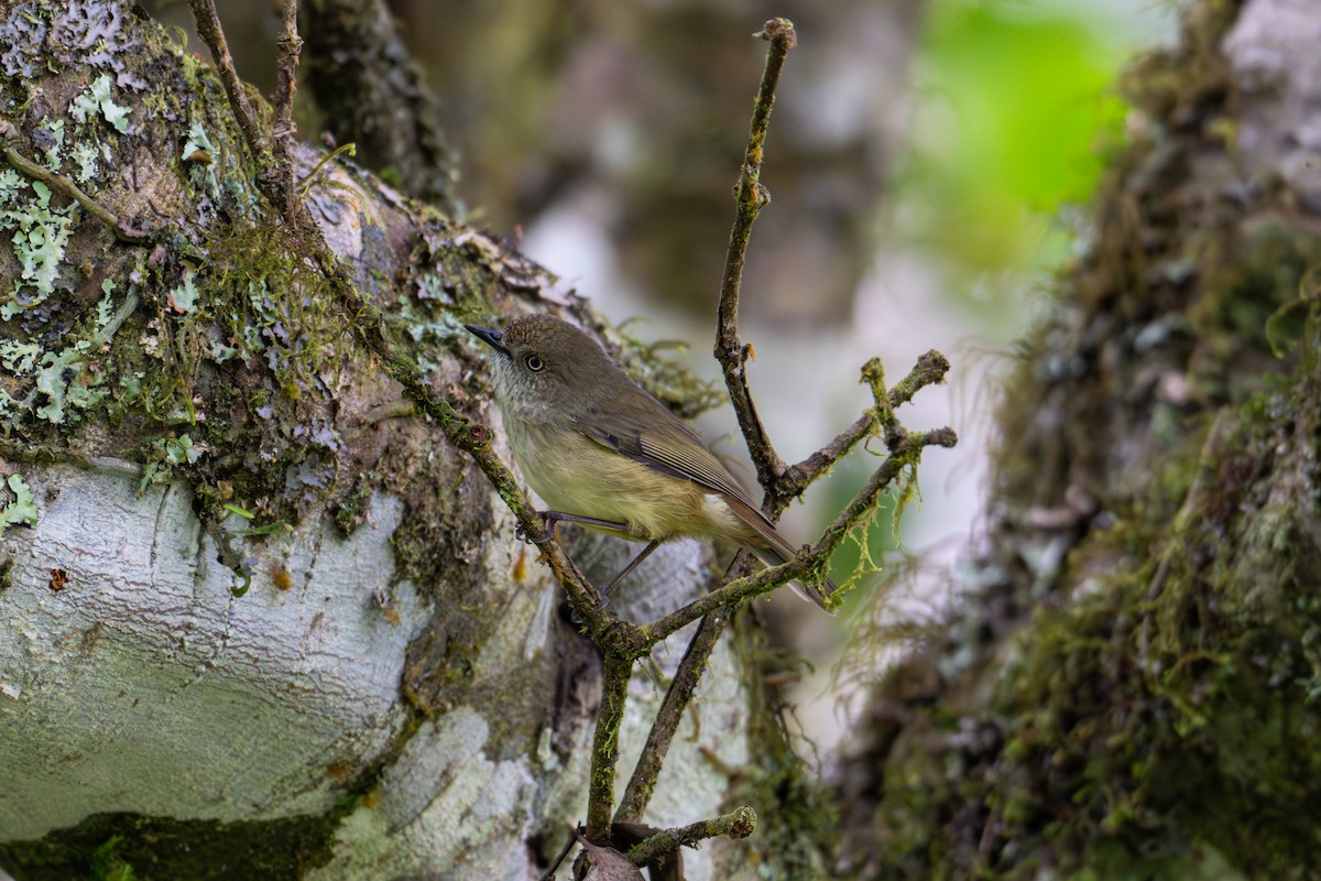 Mountain Thornbill - ML638369082