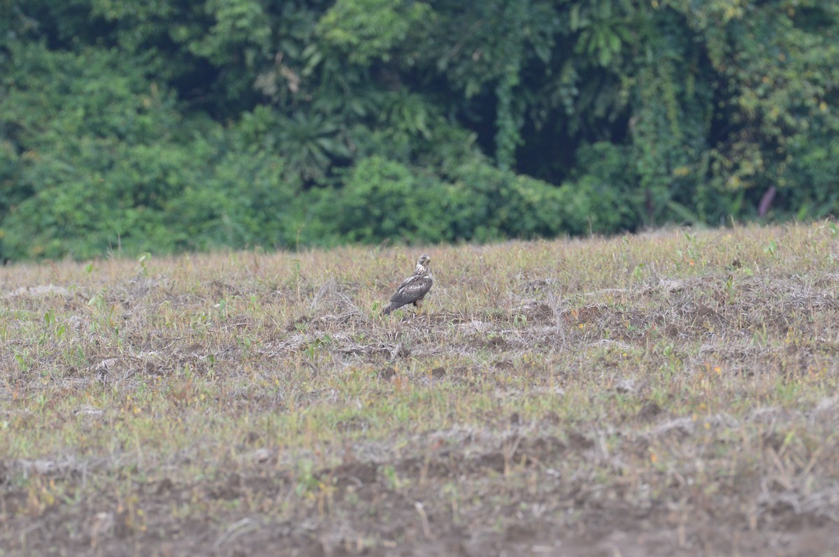 Swainson's Hawk - ML638369083