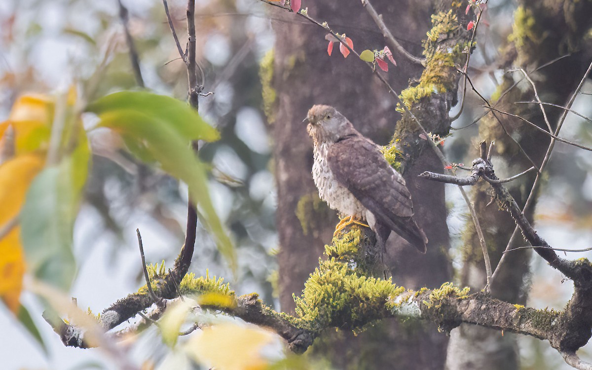 Common Hawk-Cuckoo - ML638369086