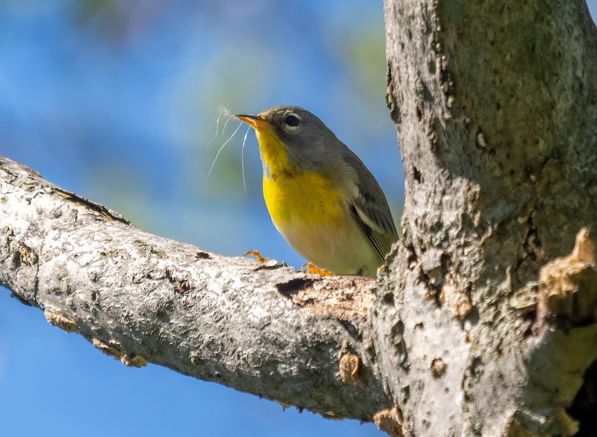 Northern Parula - ML638369090