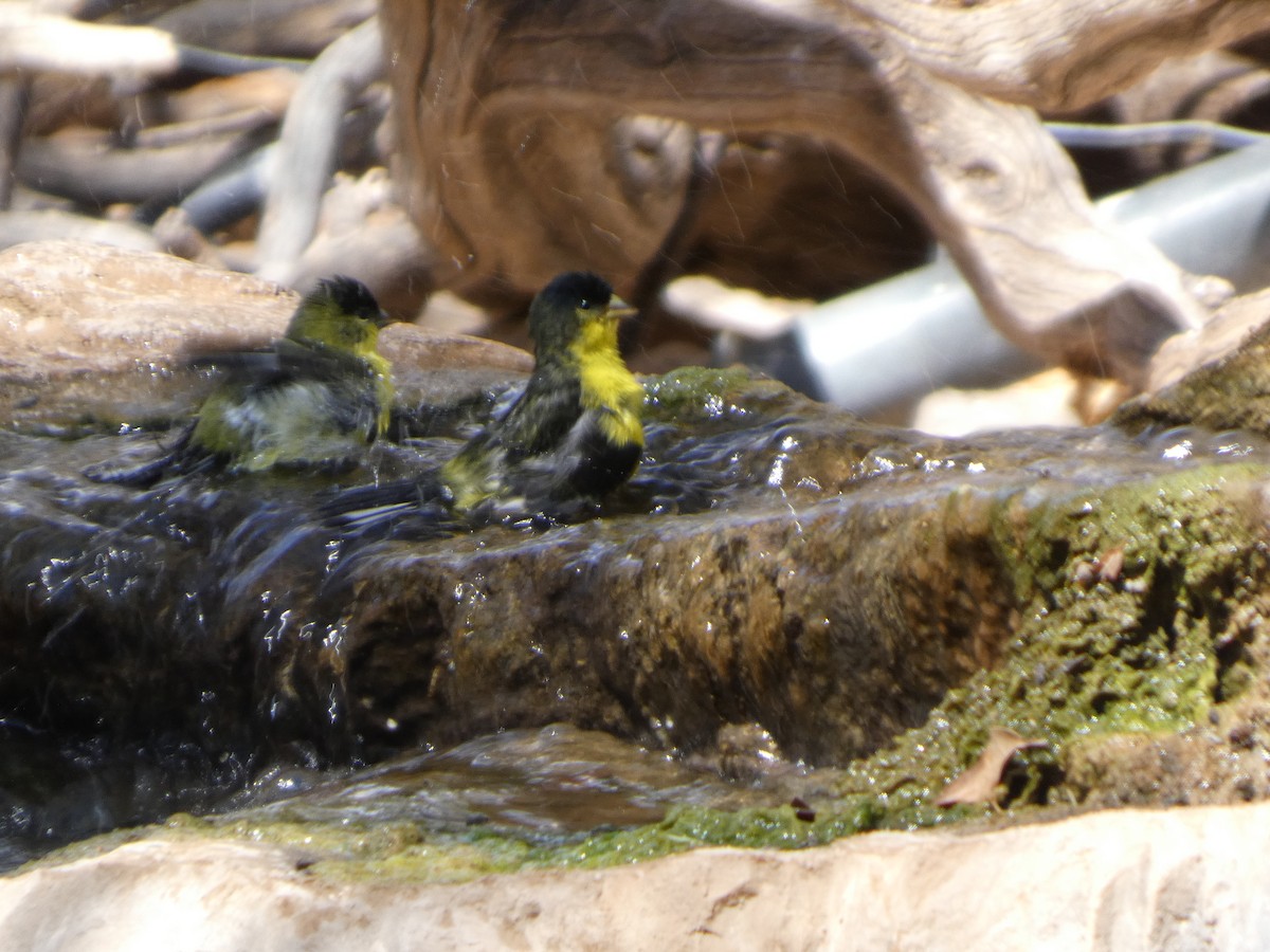 Lesser Goldfinch - ML638369094