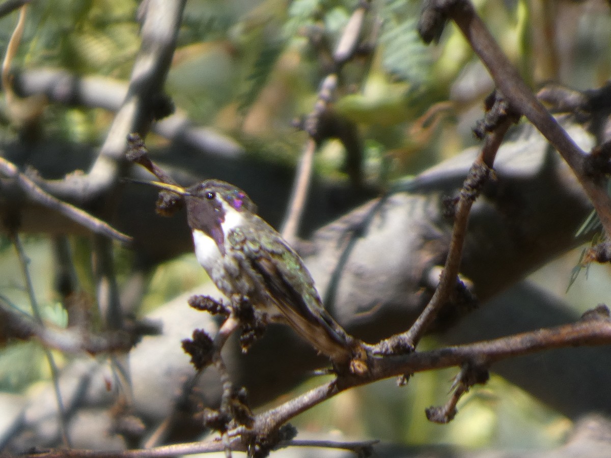 Costa's Hummingbird - ML638369098