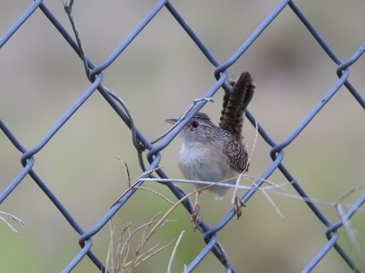 Grass Wren - ML638369129