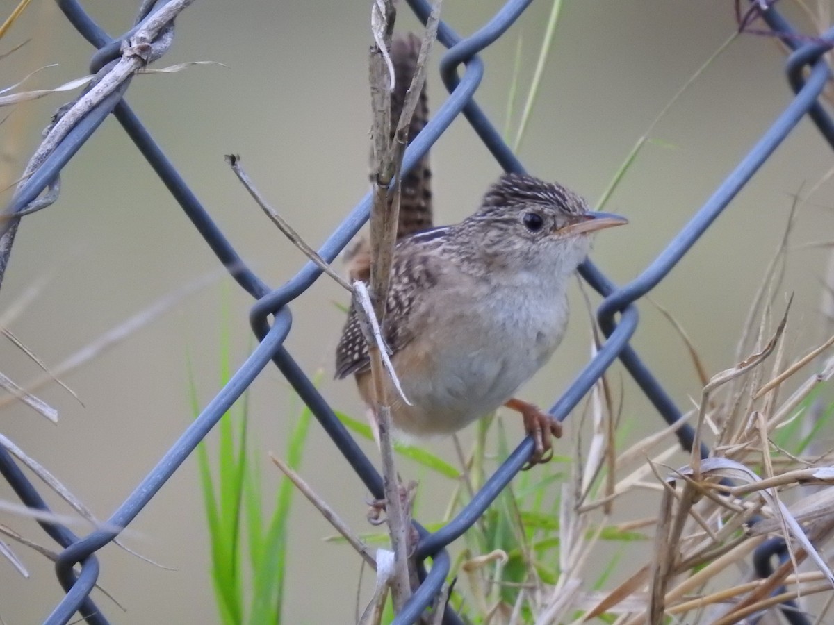 Grass Wren - ML638369130