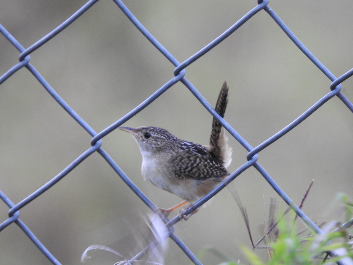 Grass Wren - ML638369131