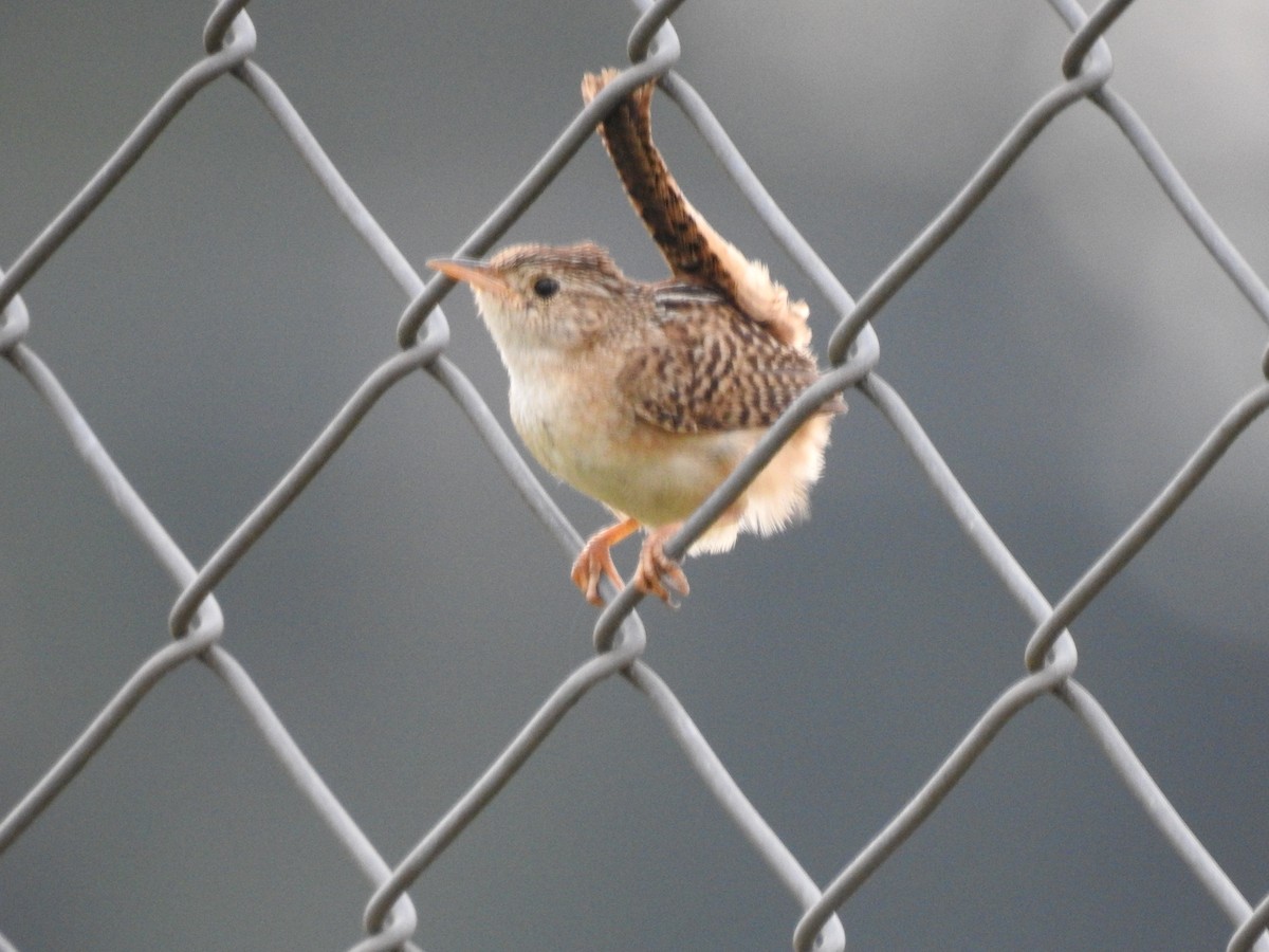 Grass Wren - ML638369133