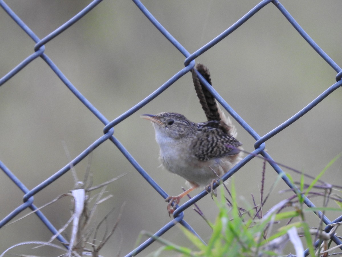 Grass Wren - ML638369134