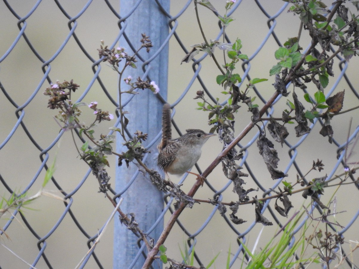 Grass Wren - ML638369135
