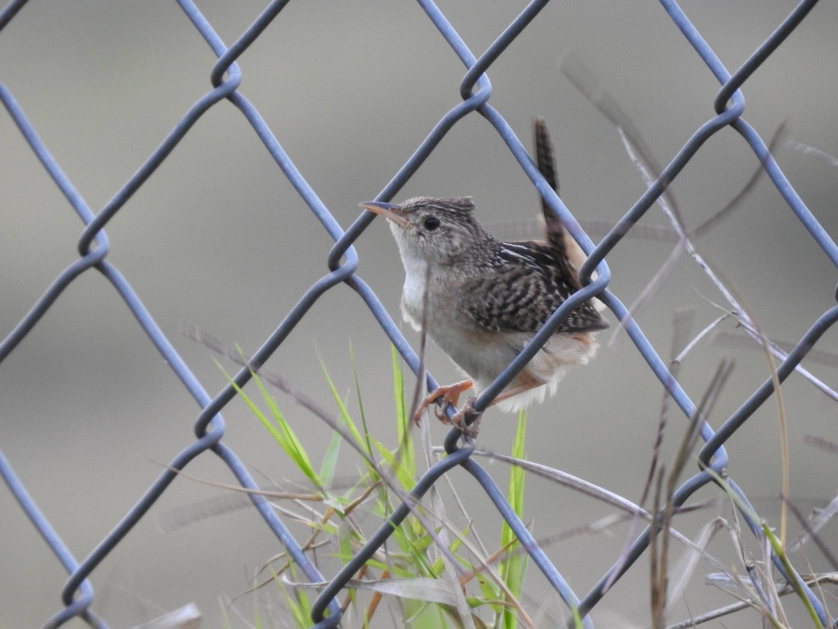 Grass Wren - ML638369136