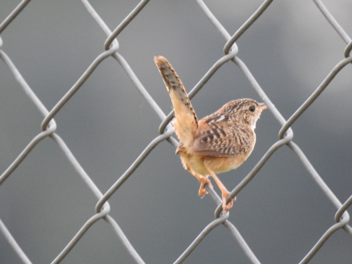 Grass Wren - ML638369137