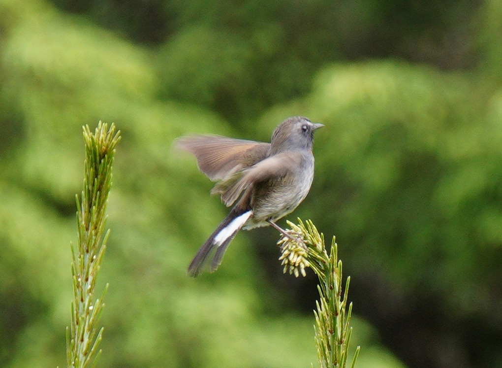 Rufous-gorgeted Flycatcher - ML638369139