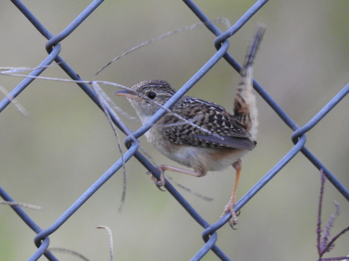 Grass Wren - ML638369141