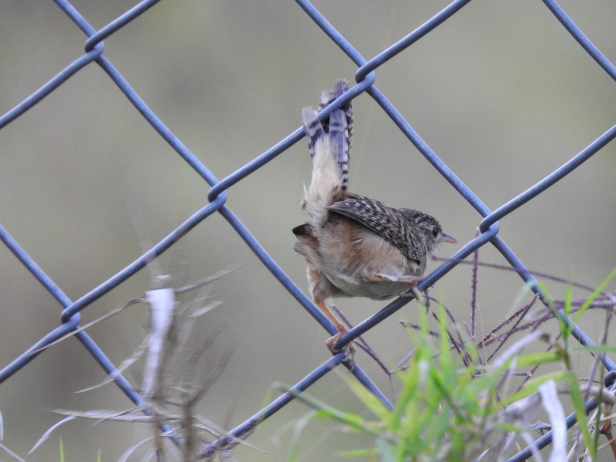 Grass Wren - ML638369143
