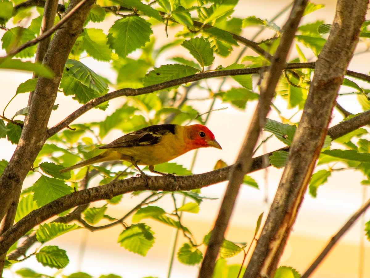 Western Tanager - ML638369156