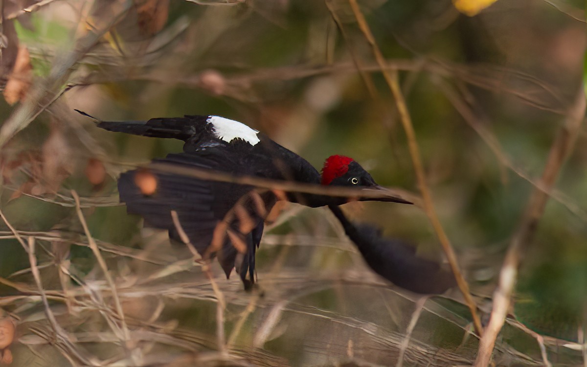 White-bellied Woodpecker - ML638369185