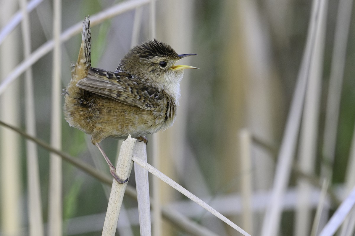 Sedge Wren - ML638369191