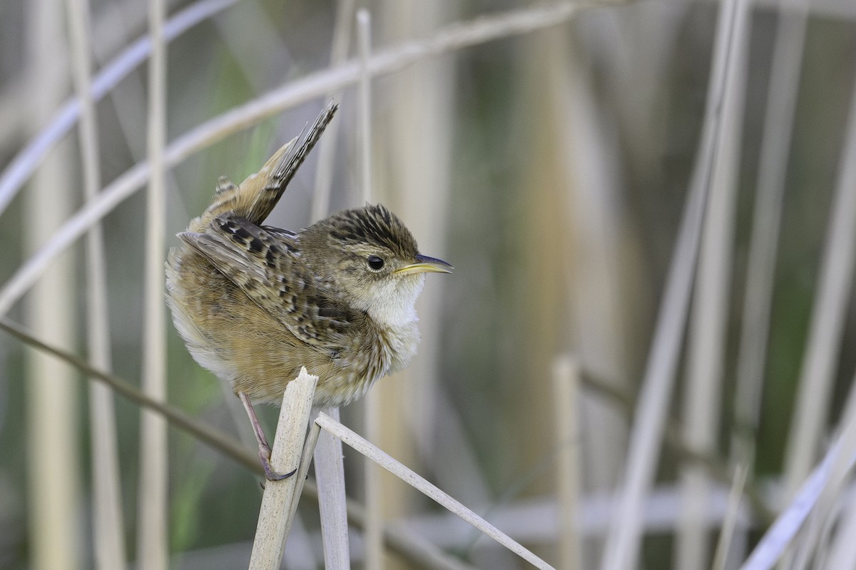Sedge Wren - ML638369192