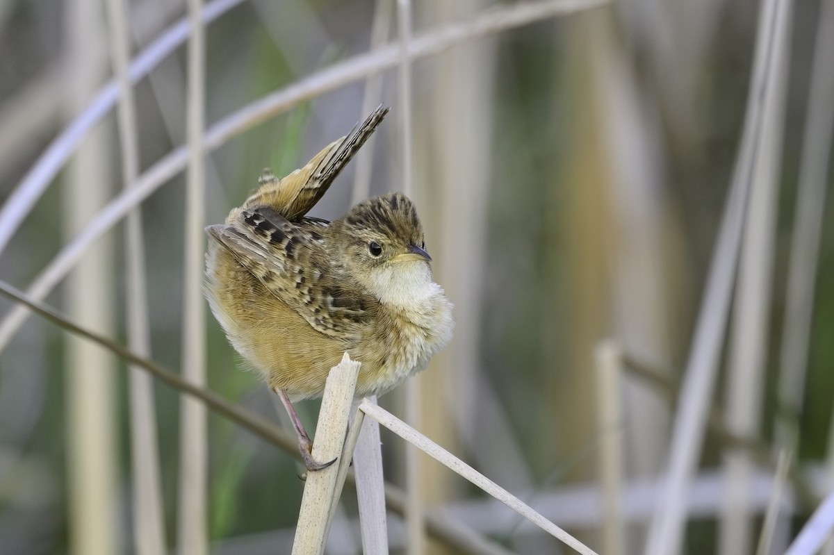 Sedge Wren - ML638369193