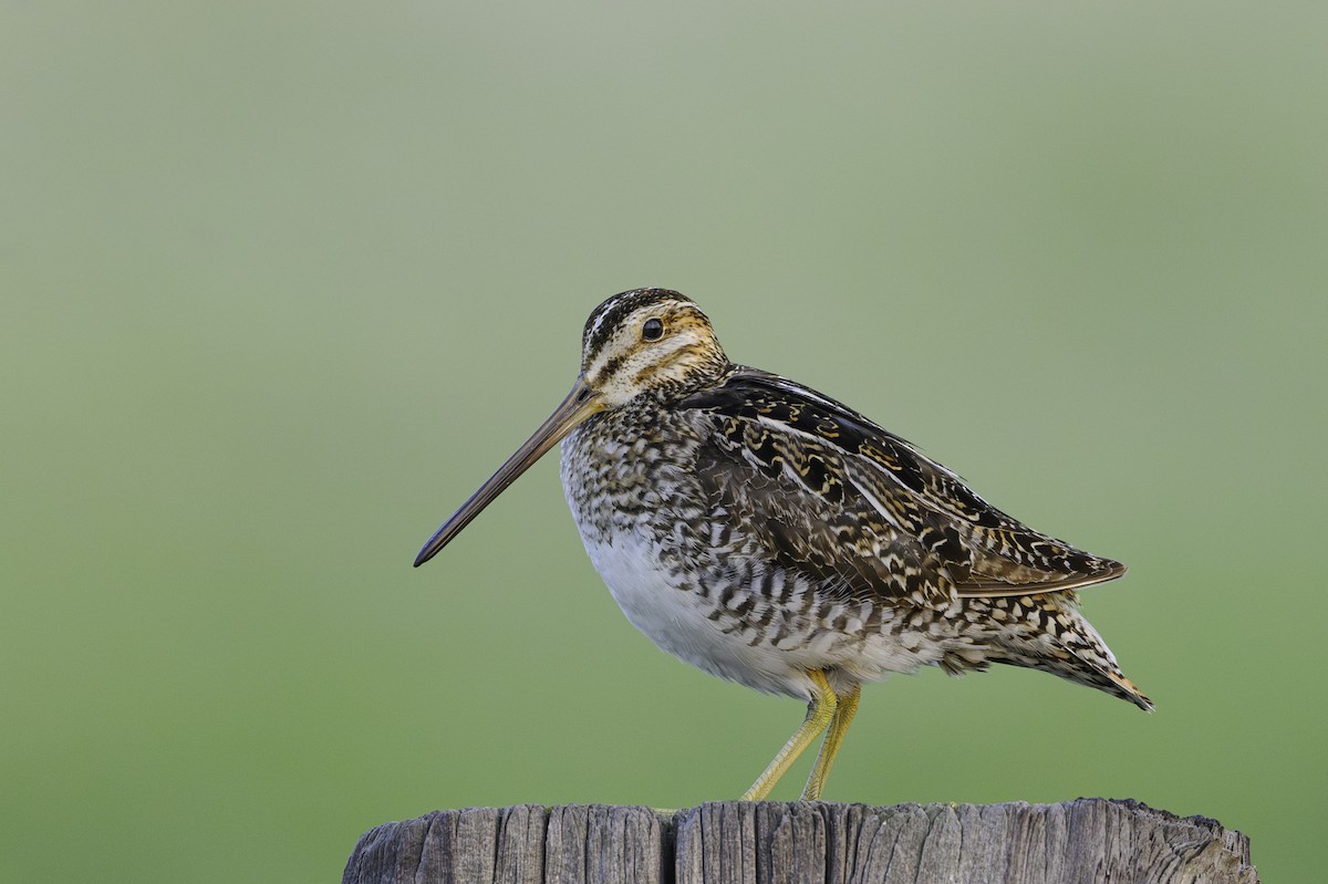 Wilson's Snipe - ML638369198