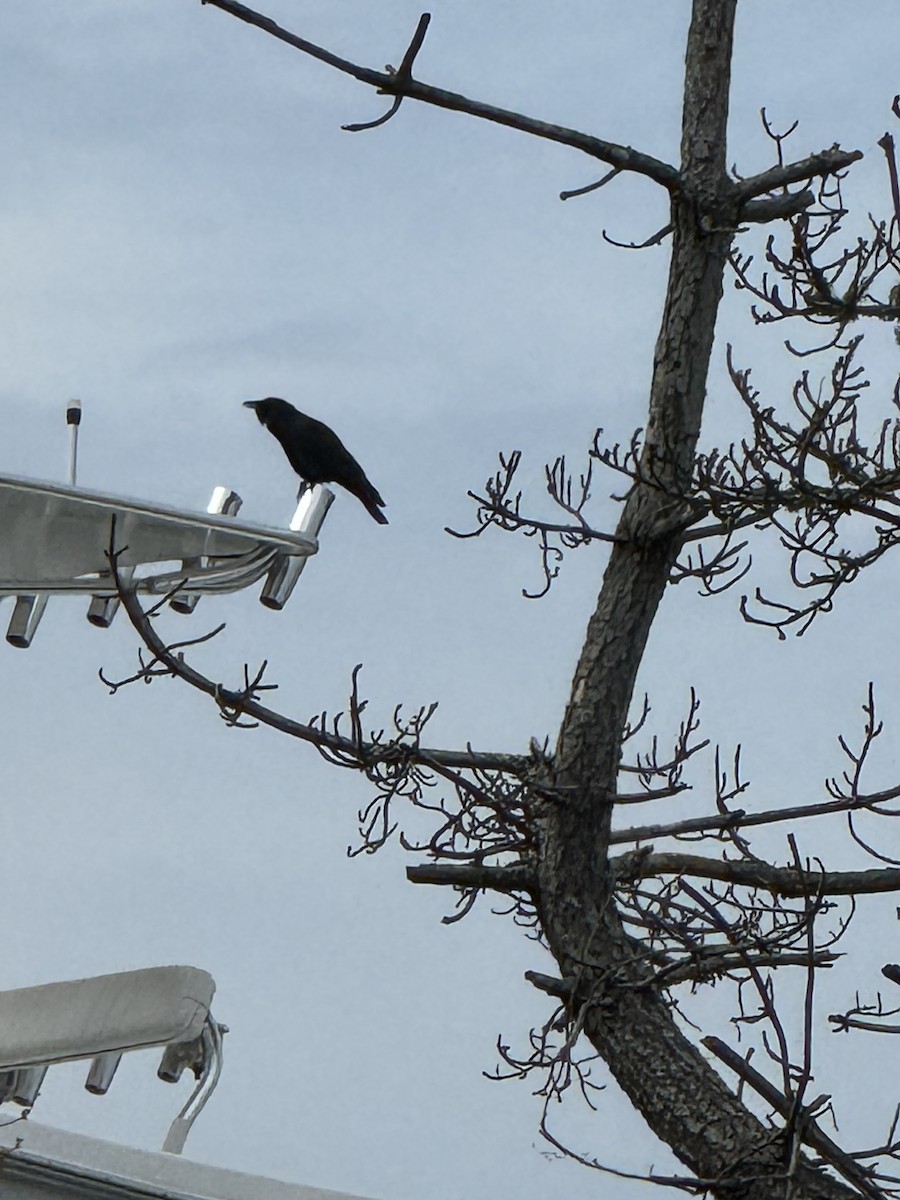 Fish Crow - ML638369201