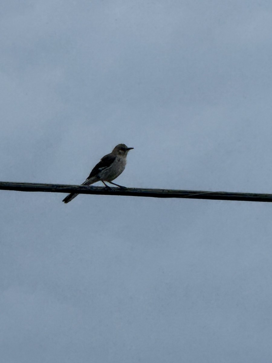 Northern Mockingbird - ML638369205